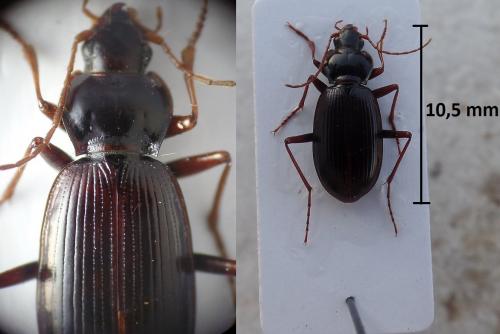 Nebria ligurica